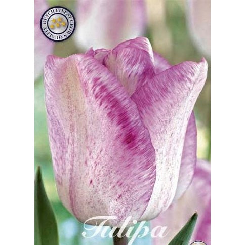 Tulipan Blushing Girl 7-pakning